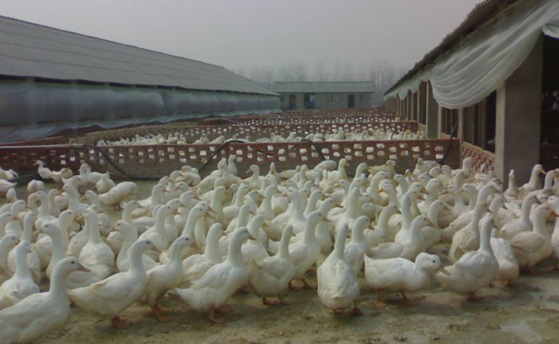 我国蛋鸭笼养存在的优势及蛋鸭养殖前景分析