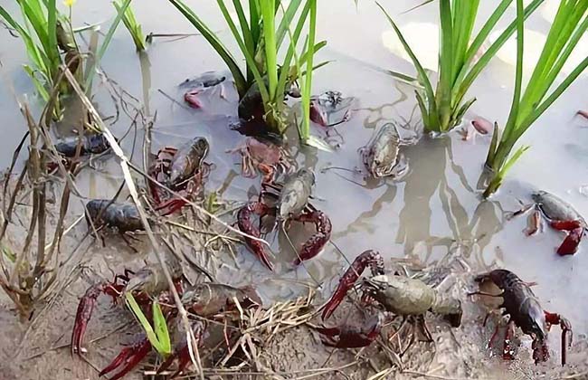 池塘养殖龙虾的精养小龙虾要点