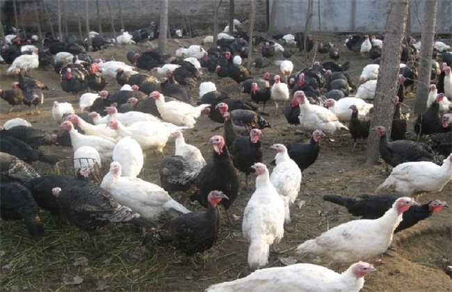 火鸡养殖技术要点和优势