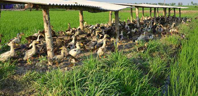 高效生态养鸭技术的效果及优点