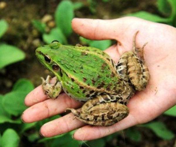 野生青蛙多少钱一斤