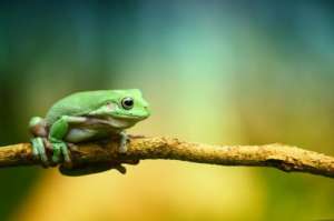 青蛙和蟾蜍的区别_库百科青蛙养殖