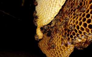 蜜蜂窝和马蜂窝的区别_库百科养蜂养殖