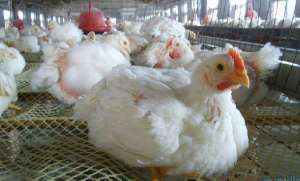 肉鸡粪便中含饲料的原因及预防_库百科肉鸡养殖