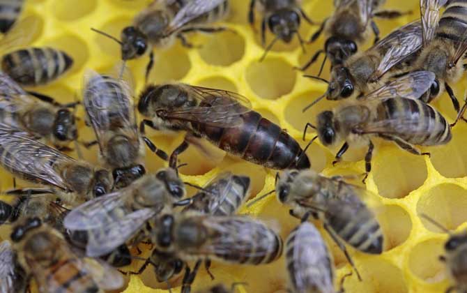 工蜂和蜂王是什么关系？