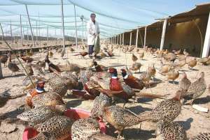 雪山鸡的饲养和管理技术_库百科山鸡养殖