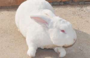 獭兔养殖基地的安全度夏方法_库百科兔子养殖