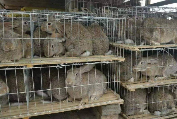 兔子养殖前景虽好，可是不要忽略这些注意事项！