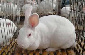 安哥拉兔毛和獭兔毛的区别_库百科兔子养殖