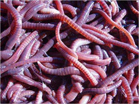 红蚯蚓的养殖方法