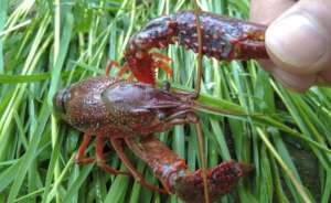 大规格的养殖小龙虾和普通养殖有什么不同_库百科龙虾养殖