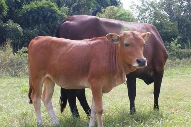 肉牛常见疾病的预防