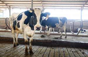 农村奶牛养殖技术的常见问题_库百科养牛