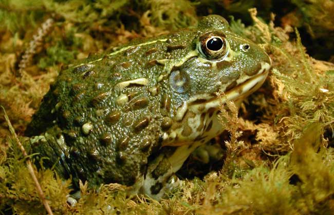 孕妇能吃牛蛙吗？
