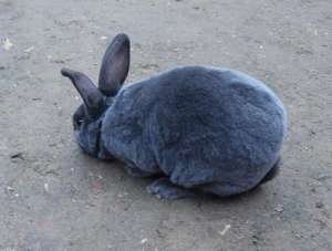 首次养獭兔者应注意的问题_库百科兔子养殖
