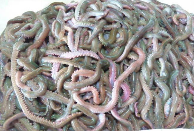 海蚯蚓和沙虫的介绍