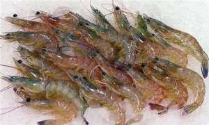 青虾的水质管理_库百科龙虾养殖