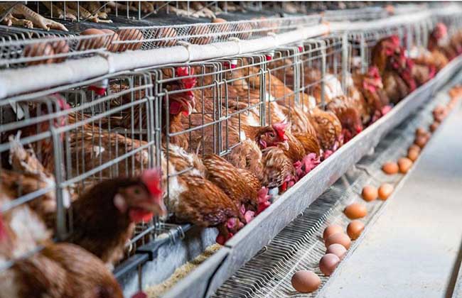 如何科学淘汰蛋鸡节省成本？