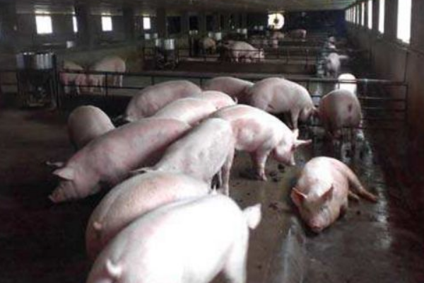 养殖技术：猪疫苗过敏了如何处理？