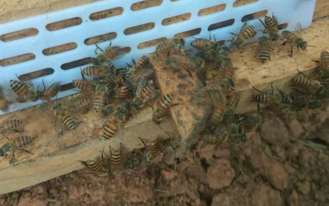养蜜蜂怎么防止蚂蚁？