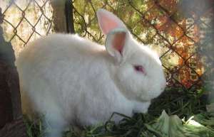獭兔的八个养殖技术要点_库百科兔子养殖