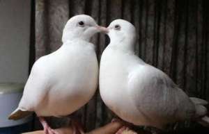 白斑鸠与白鸽子的区别_库百科斑鸠养殖
