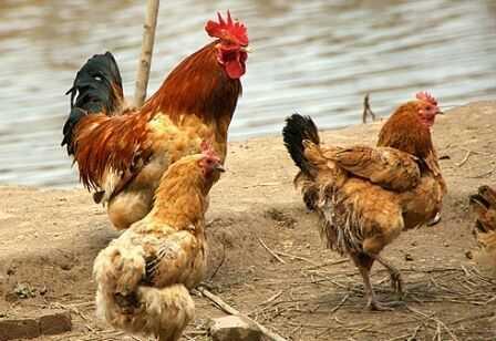 农户养鸡关键措施