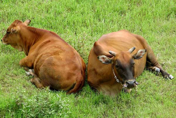 六大肉牛养殖常见病