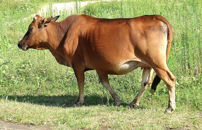 肉牛常见疾病的预防