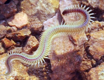 海蚯蚓和沙虫的介绍