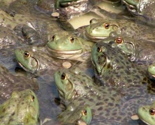 牛蛙养殖有风险 养殖牛蛙要慎重