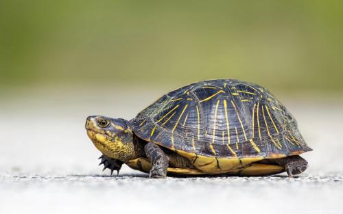 乌龟池塘安全越冬管理技术介绍