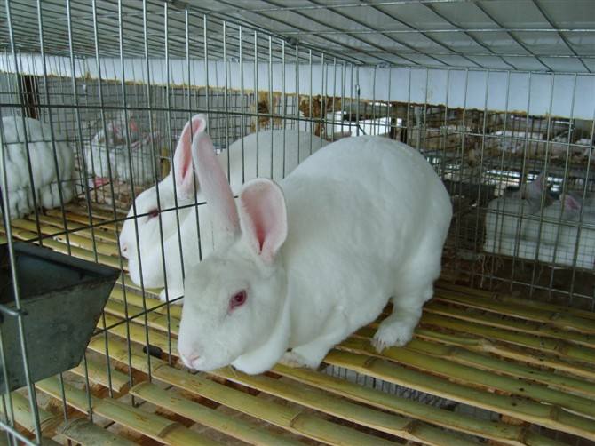 规模化兔子养殖设备有哪些