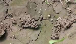 蚯蚓粪有机肥的功能和特点_库百科蚯蚓养殖