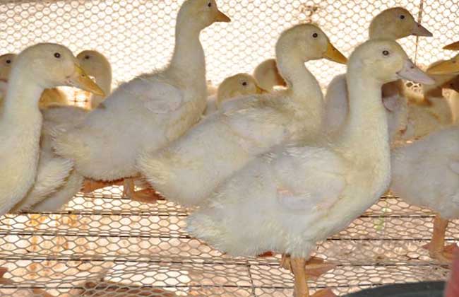 农村冬季养殖肉鸭的八个原则