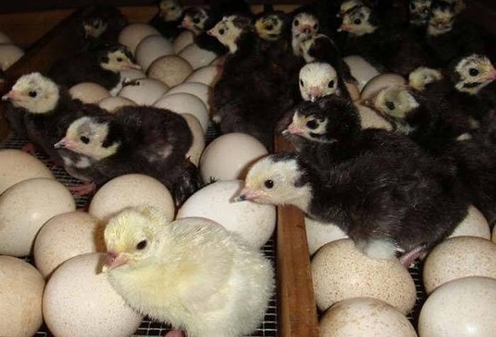 火鸡蛋孵化技术
