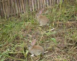 杂交野兔怎么养？杂交野兔养殖技术_库百科兔子养殖
