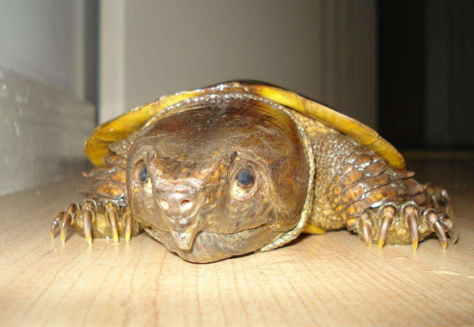 鹰嘴龟的饲养方法