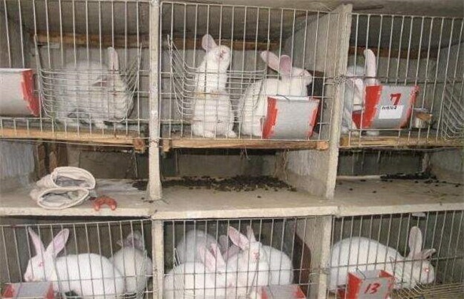 春季安哥拉长毛兔的养殖管理技术