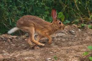 养殖野兔的注意事项和疾病预防_库百科兔子养殖