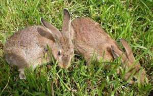 野兔和家兔有什么区别？_库百科兔子养殖