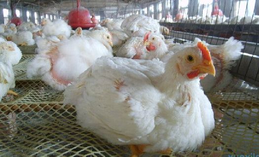 肉鸡粪便中含饲料的原因及预防