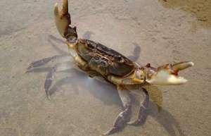 河蟹和青虾混养日常管理技术_库百科螃蟹养殖