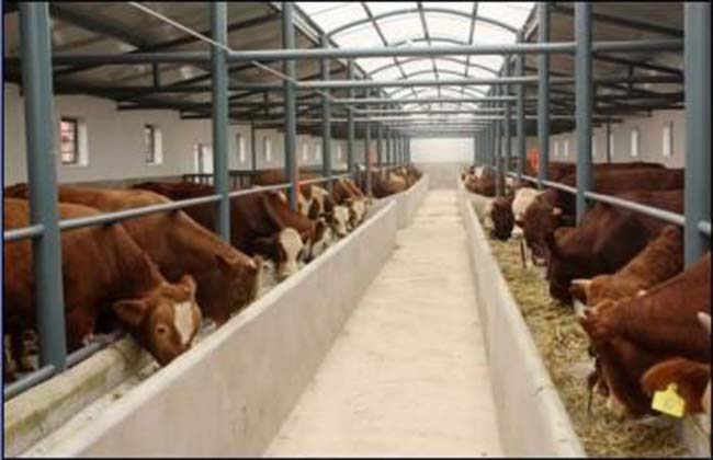 肉牛养殖场的基地建设 教你如何建好养牛场