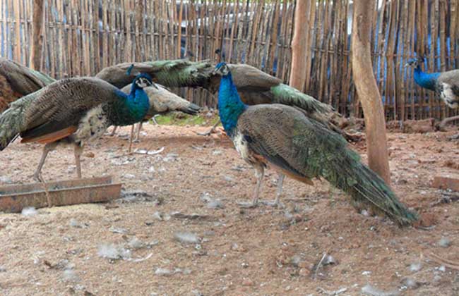 蓝孔雀养殖繁育技术