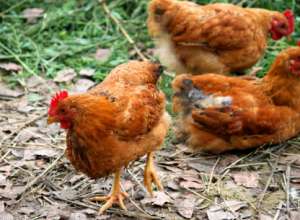 养殖三黄鸡的鸡舍建设及设备_库百科肉鸡养殖
