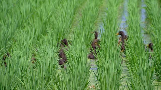 稻田养鸭技术与鸭病防治