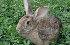 野兔养殖场的建设要求_库百科兔子养殖