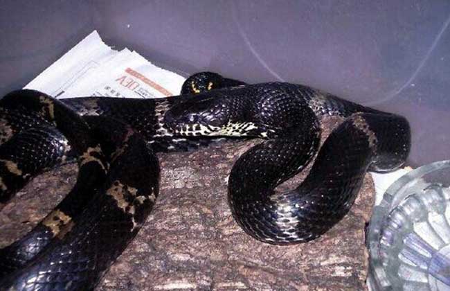 黑蛇的养殖技术