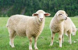 肉羊都有哪些品种_库百科肉羊品种_库百科养羊